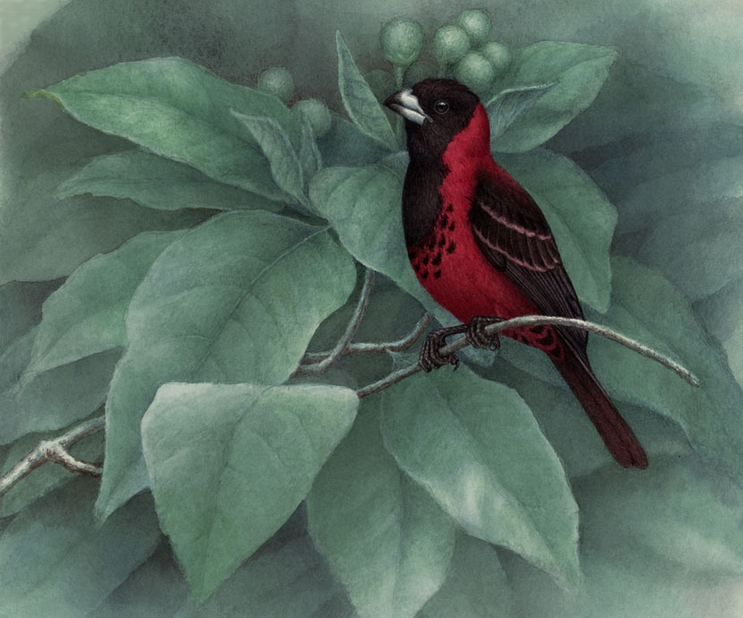 Crimson-collared Grosbeak